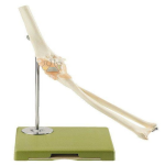Functional Model Of The Elbow Joint